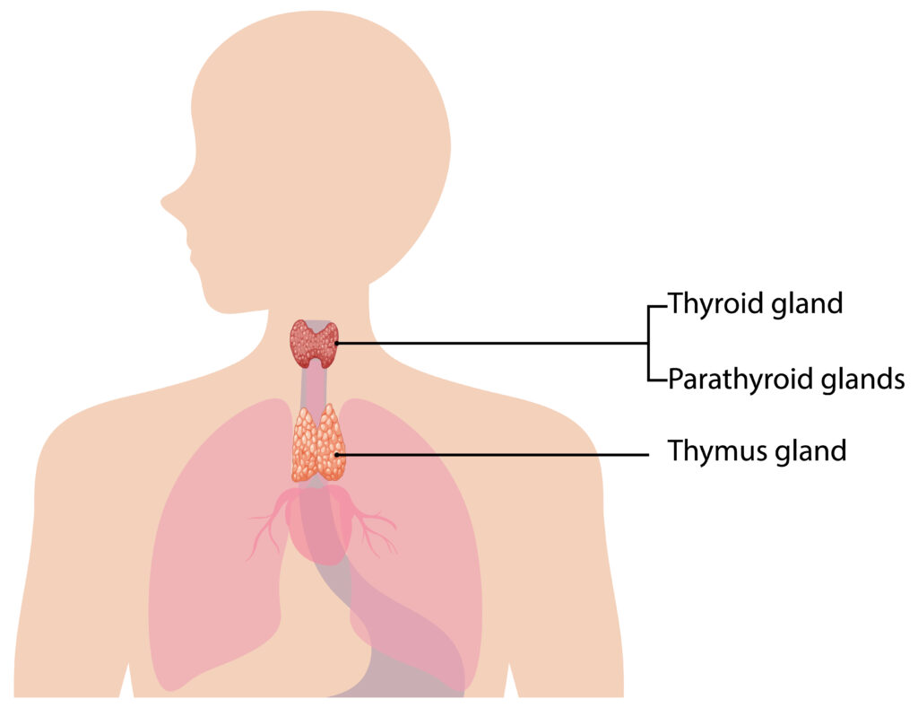 troubles digestifs lié au stress