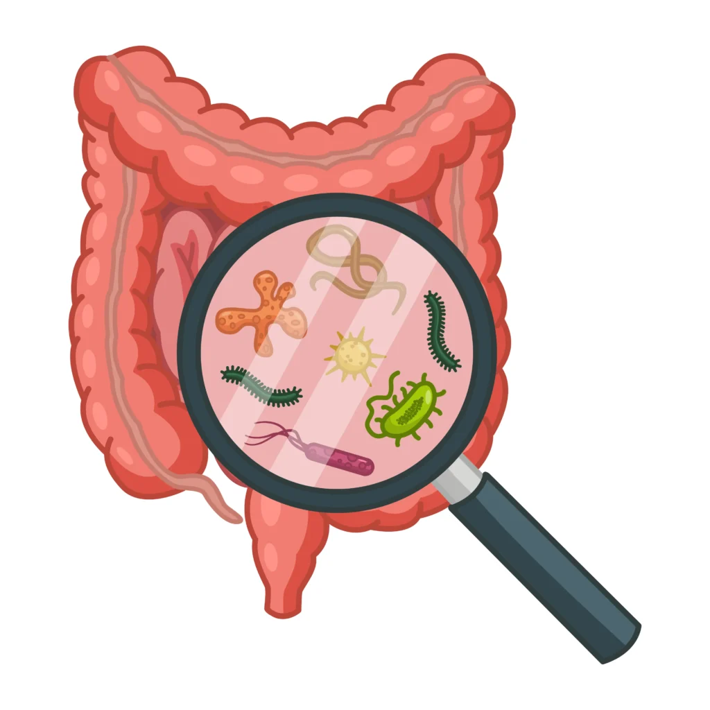 Porosité intestinale